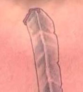 Кадр дня: фрагмент татуировки Брока Леснара